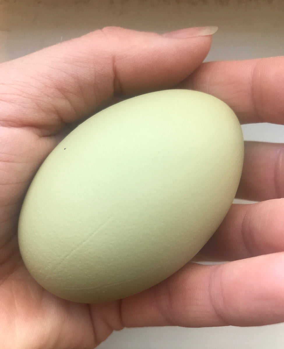 12 Egg (ca. 55g pr egg, grønt skall)